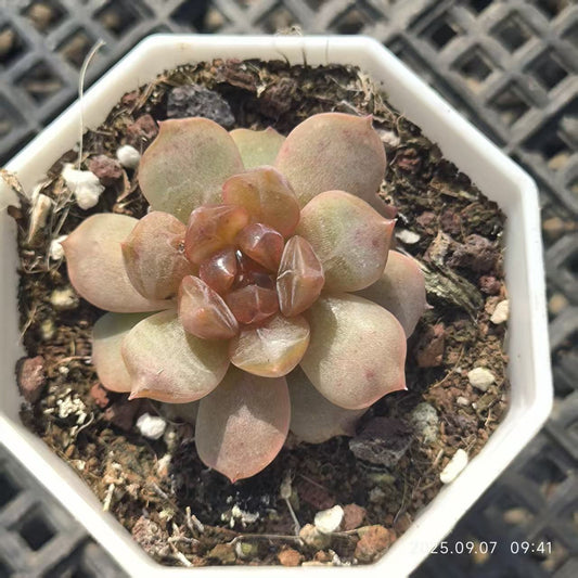 FFH326 レッドラバー（6.5cm pot)