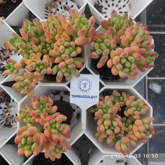 23165 アリス　エブンズ（7cm pot）