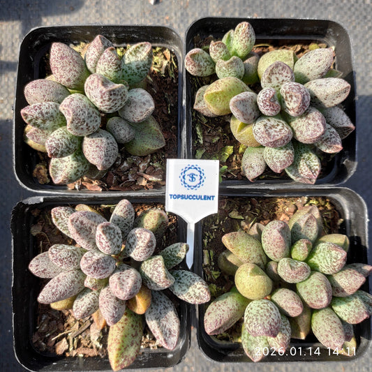 24727 マーリアナエ