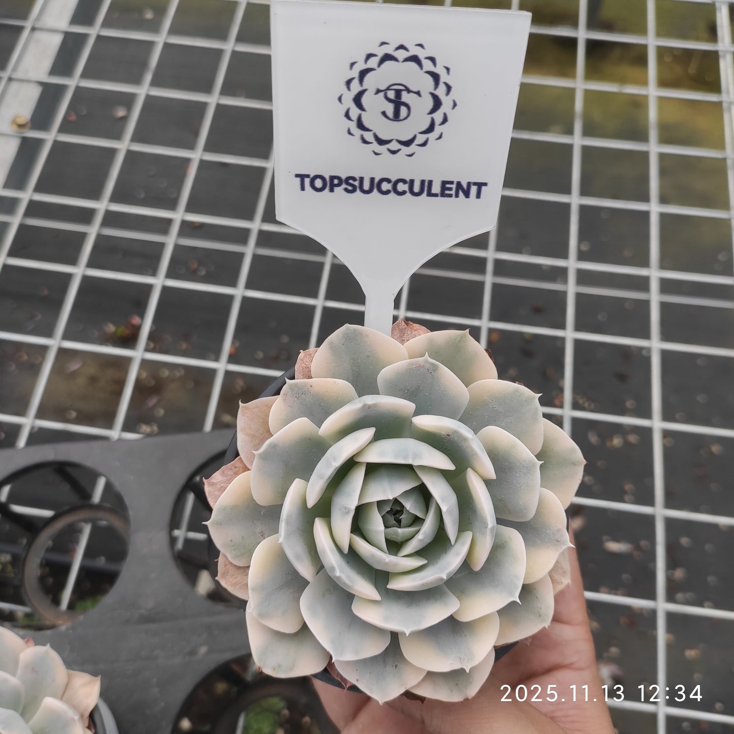 22455  マカベニア錦（9cm pot）