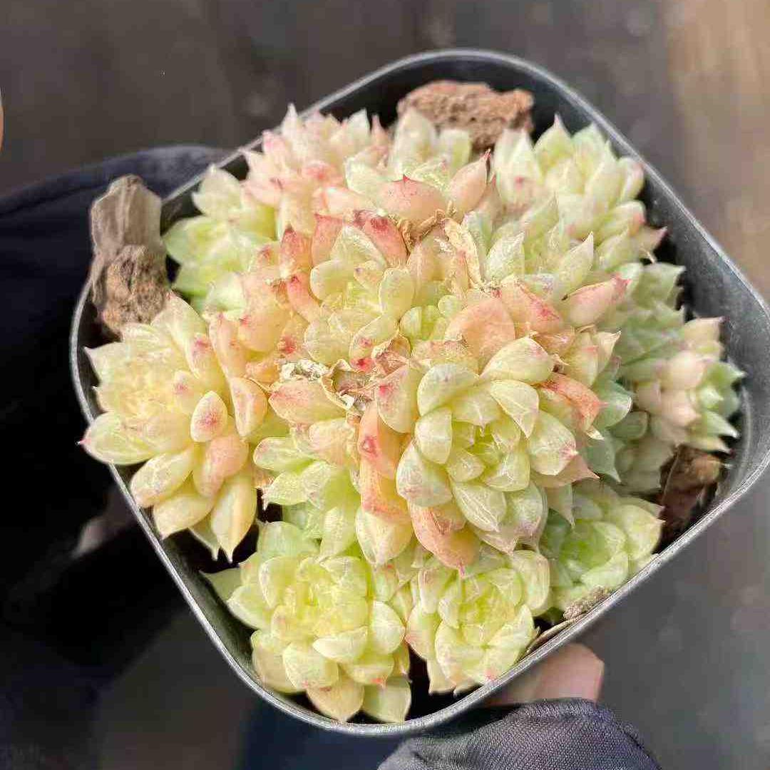 18325 マルギャンHyb