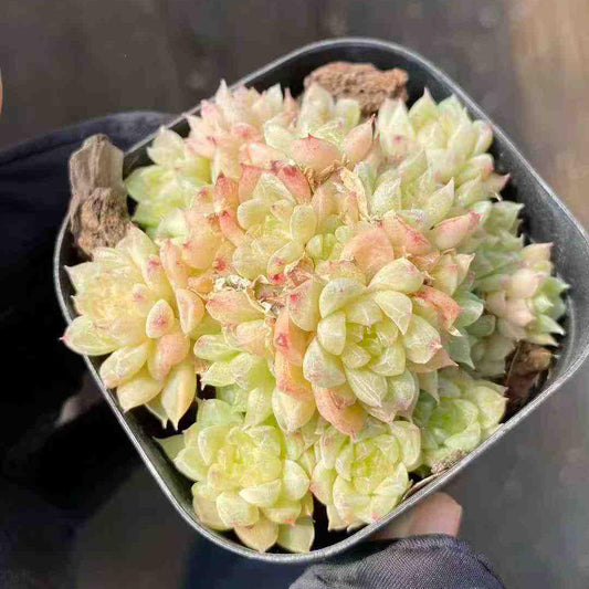 18325 マルギャンHyb