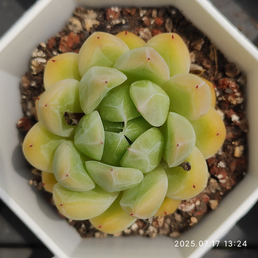 WWA300 マルギャンHyb（7cm pot）