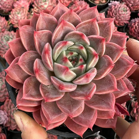 22642 ソープ　バブルズ（10cm pot）