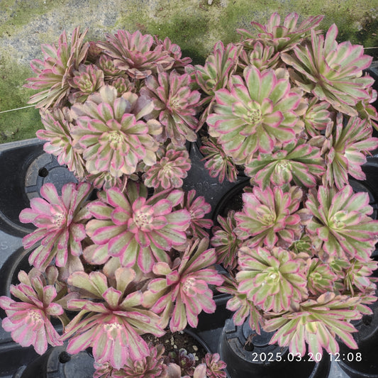 ON716 ピンク　レーディー（15cm pot）