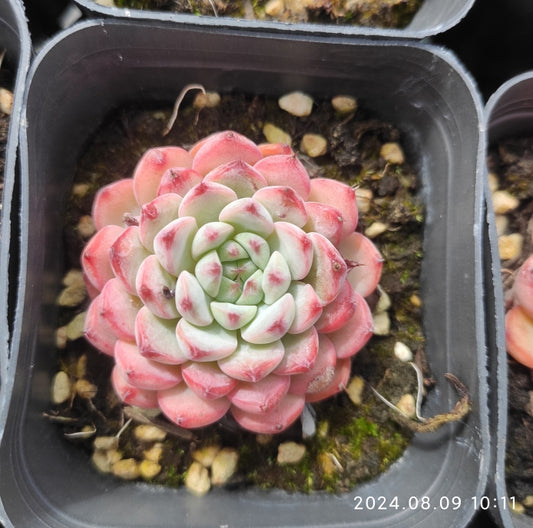 エケベリア 普通苗 20240815 – Top Succulent®