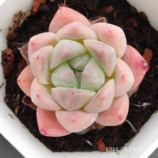 YBB136 ドリームスーツ（7cm pot）
