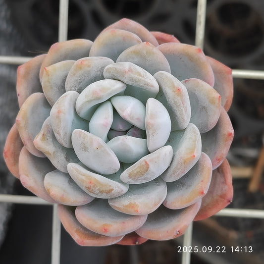 LB027 オレンジモンロー（5cm pot）