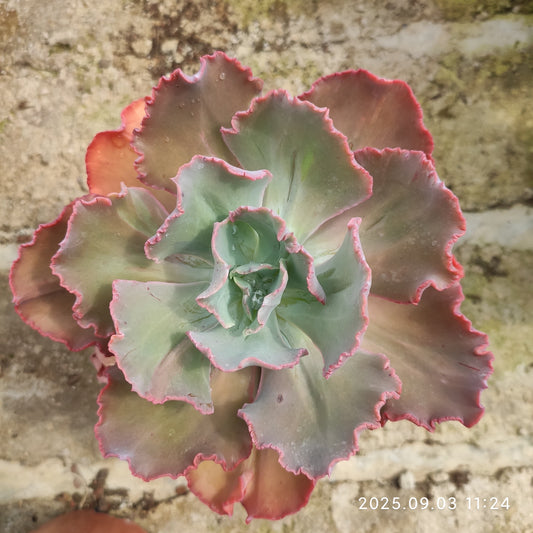 ZZA342 ディック ライト（14cm pot）