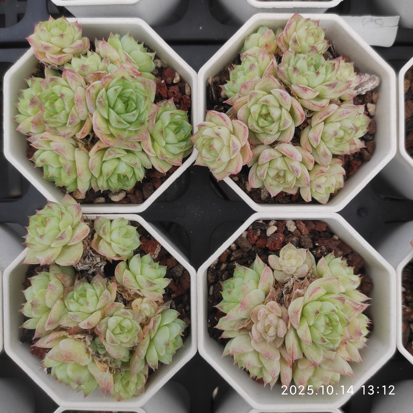 20562 クイーン（7cm pot）