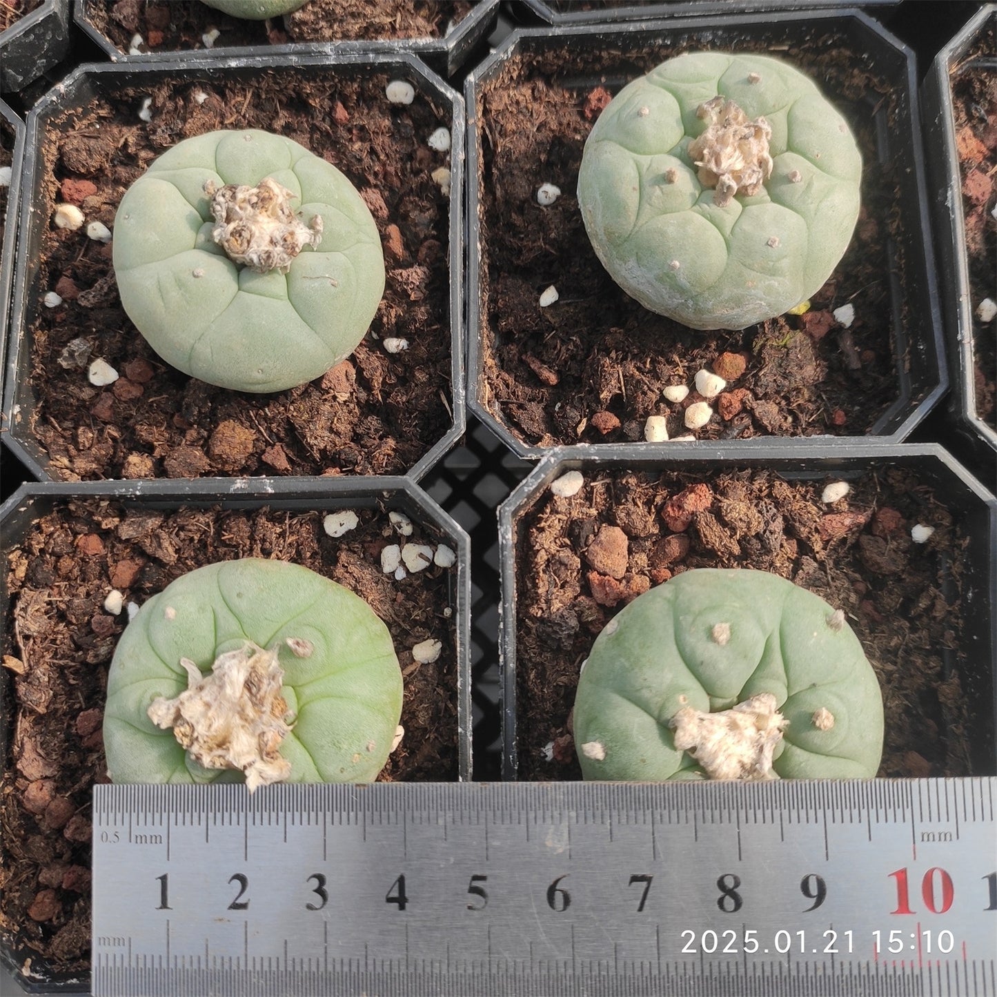 ZL026  烏羽玉（6cm pot）