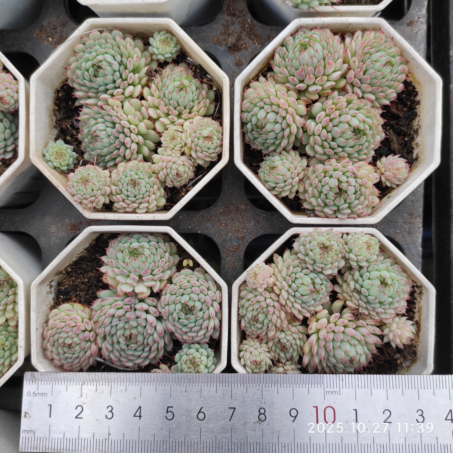 8350 グロブローサ（7cm pot）