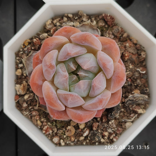 WWA395 モンローHyb（7cm pot）