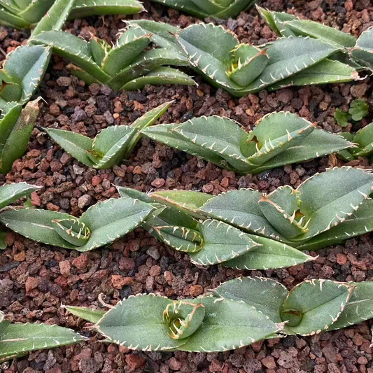 20307 アガベ　チタノタ　疣猪（いぼい）（5cm pot）