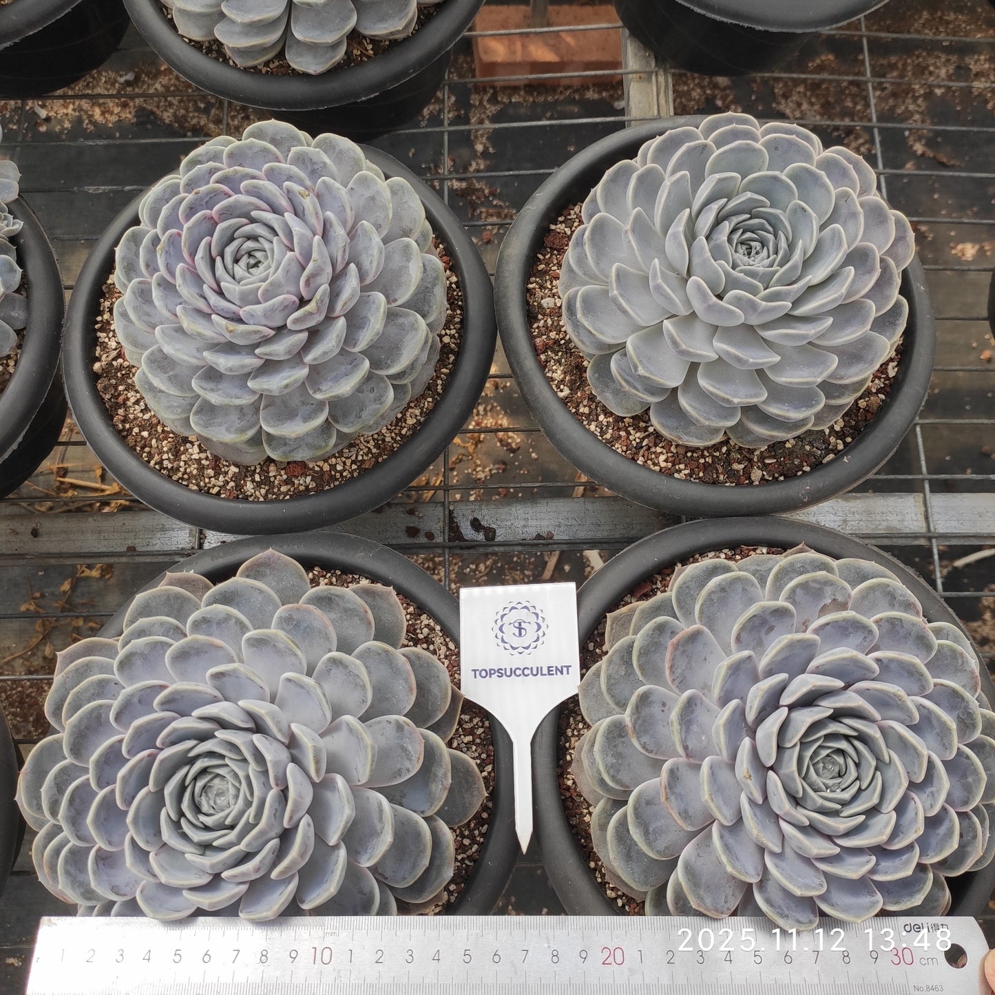 21061  タイニーバーガー（18cm pot）