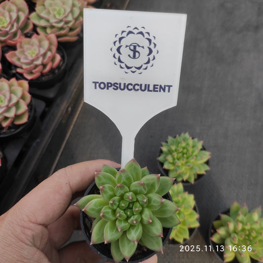 20068 オラクル（5.5cm pot）