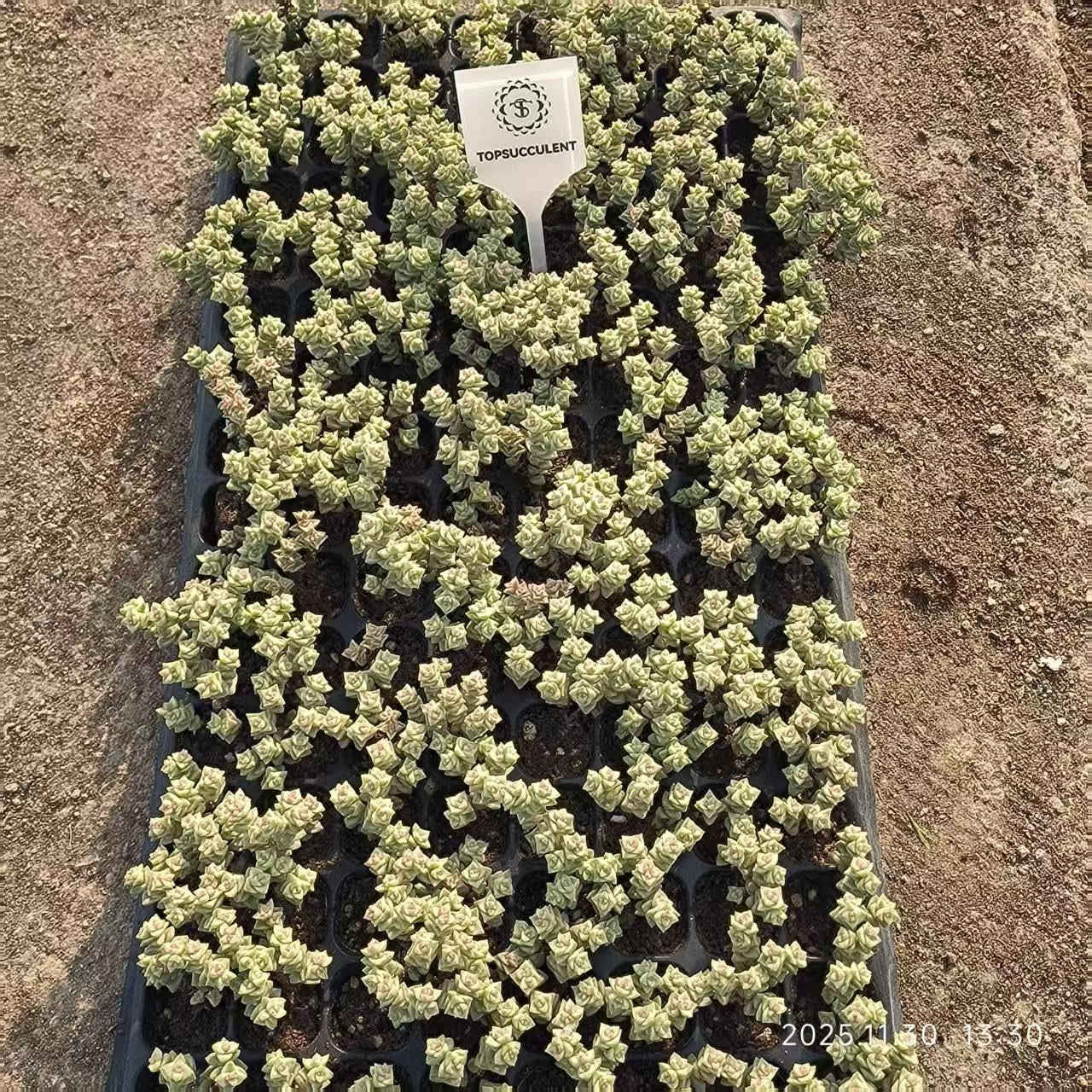 22917 クラッスラ・パステル（3cm pot）（ポット苗）