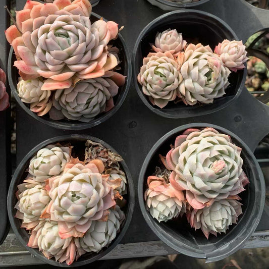 25708 ベリーエンプレス