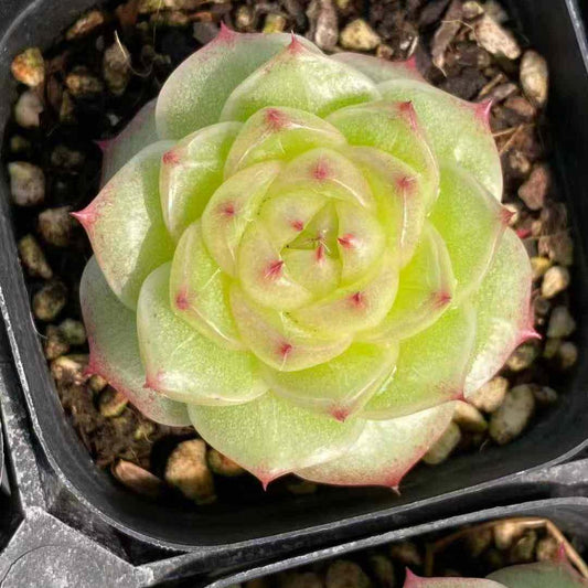 360008 ライムハロ