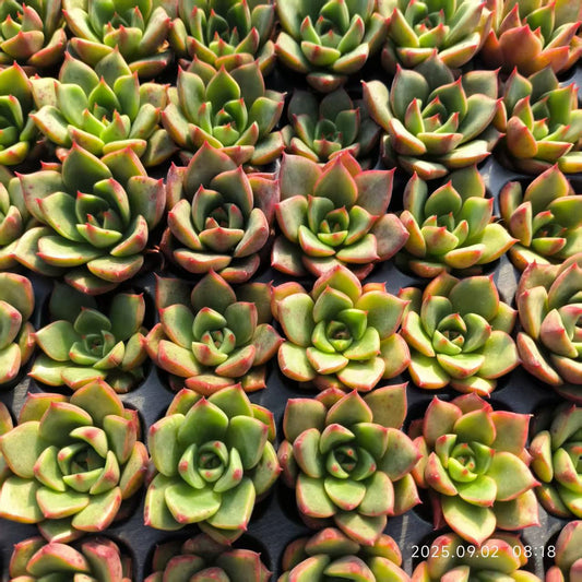 XS1045 レッドブル（3cm pot）