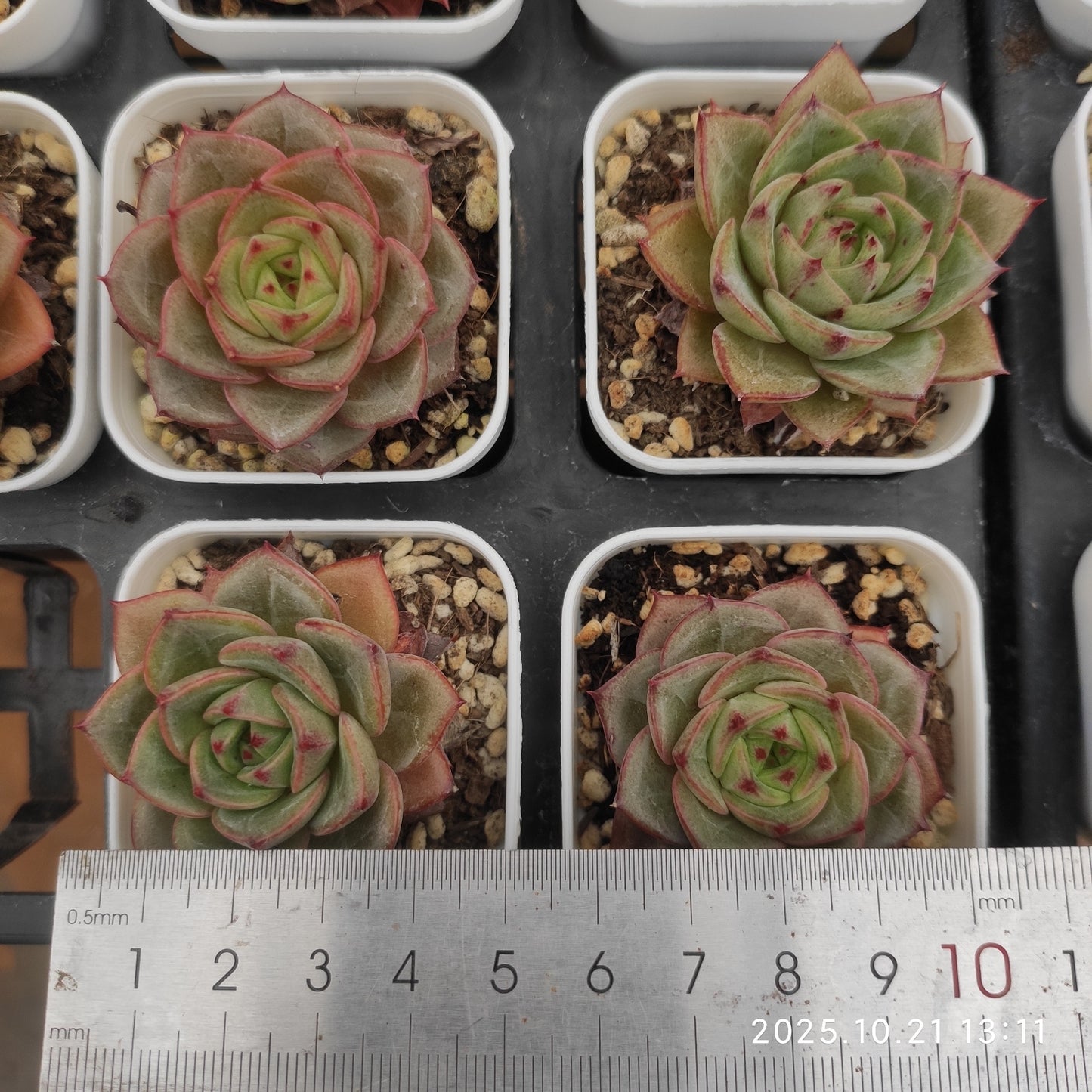 19678 ブライト　フェザー（5.5cm pot）