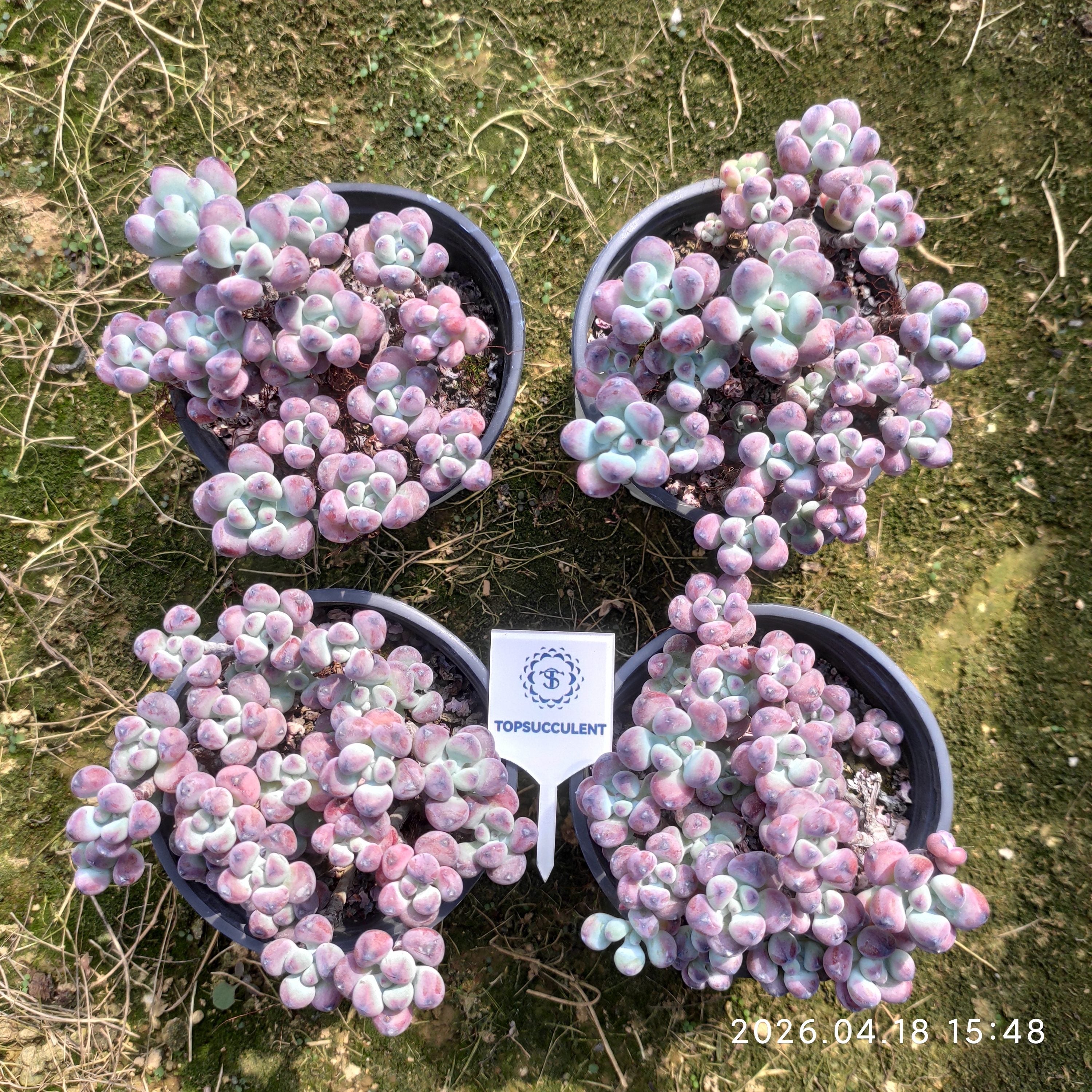 精選 群生 20260507 – Top Succulent®