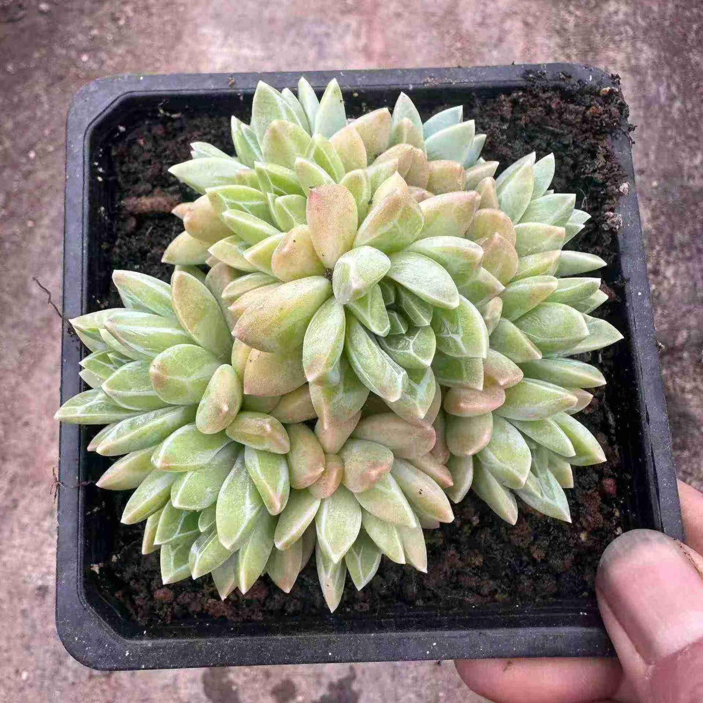 24327 クリスタル ロリータ