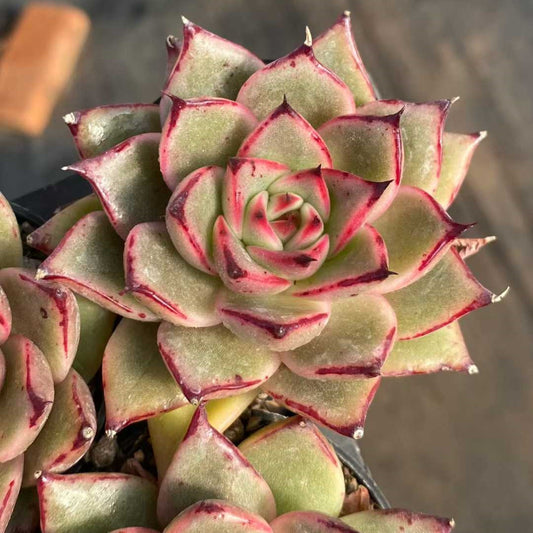 24790 エッジ　ライン