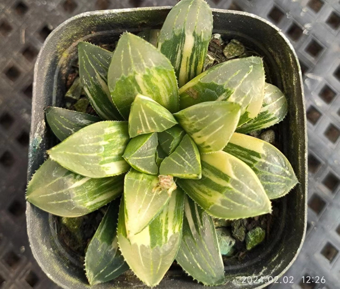 7351 ハイデルベルゲンシス錦