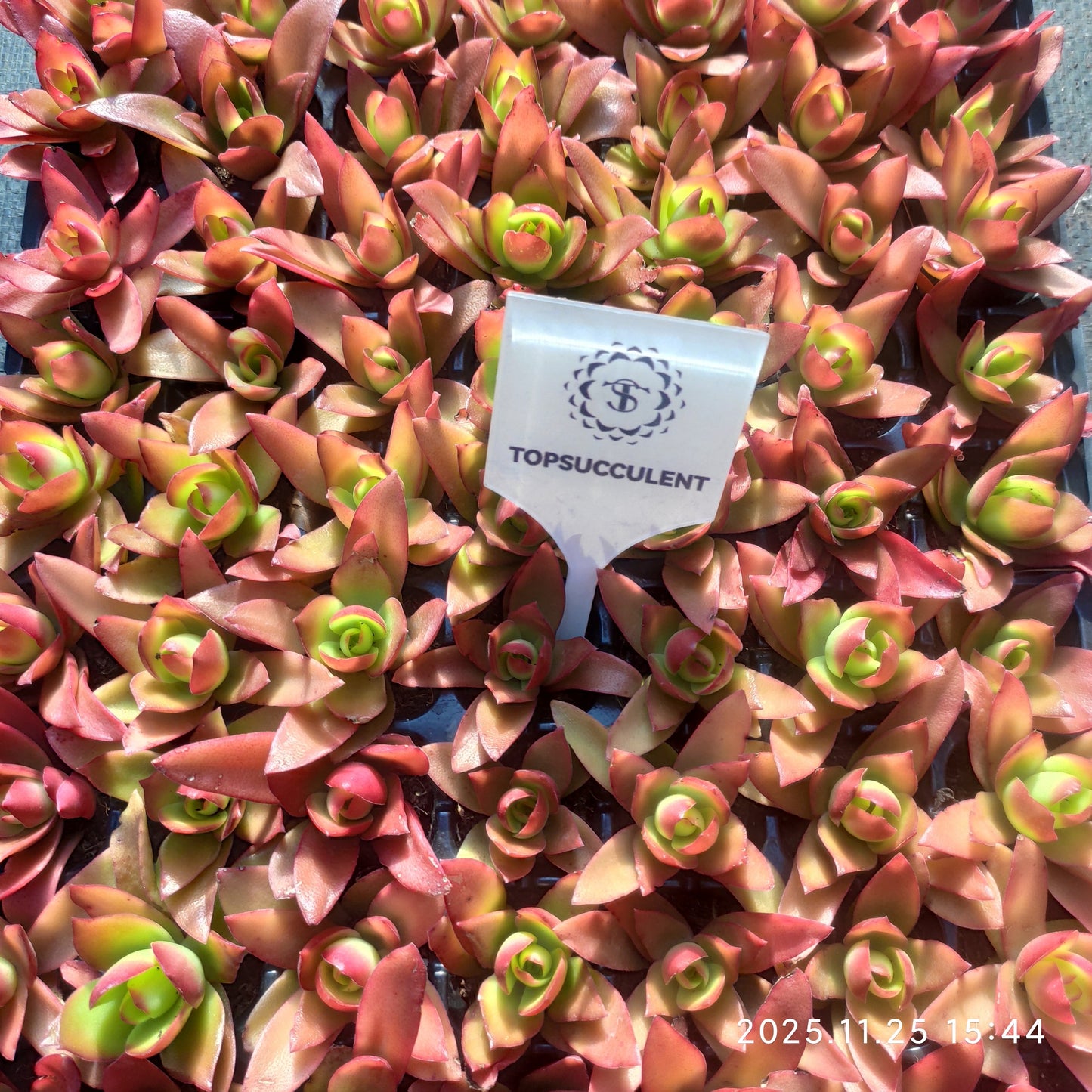 220631 クラッスラ・キャンプファイヤー（火祭）（3cm pot）（ポット苗）