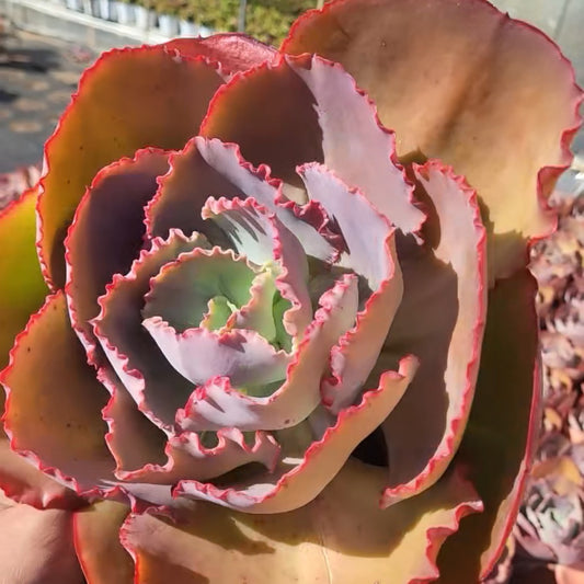 23568 ブルー　エンチャーントレス（18cm pot）