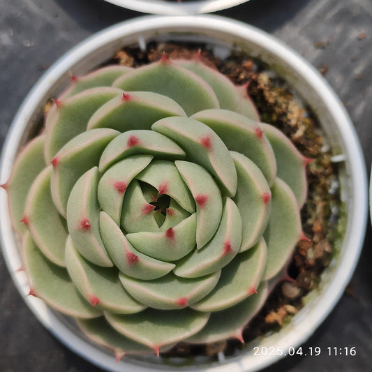 ZZA309 ベンバディス（50cm pot）