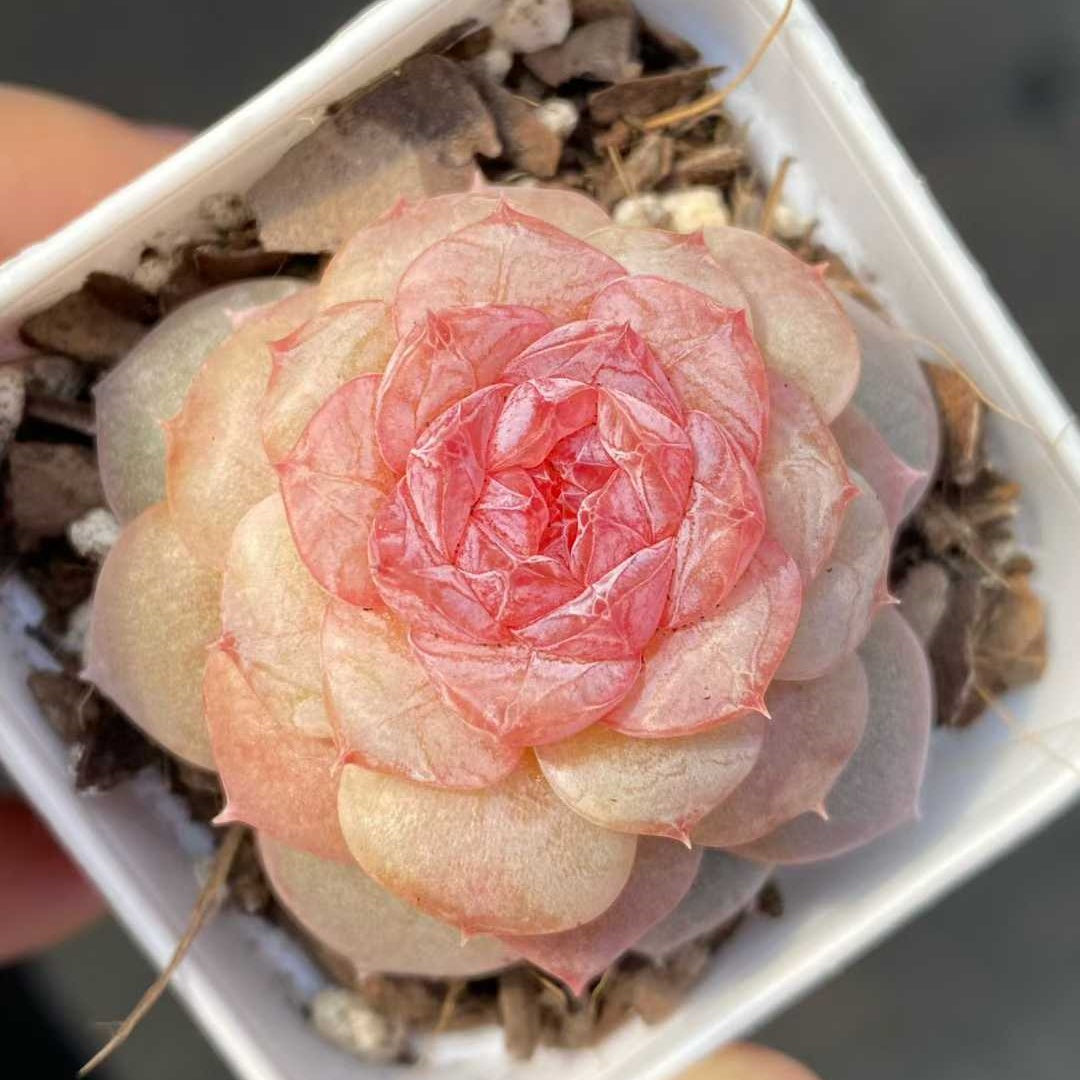 15455 スプリング　モーニング