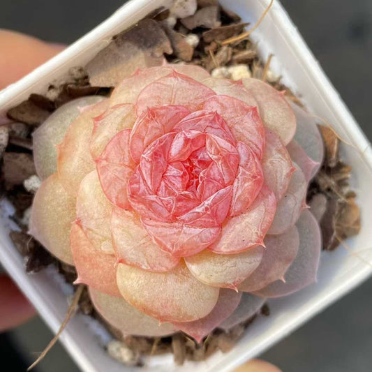 15455 スプリング　モーニング