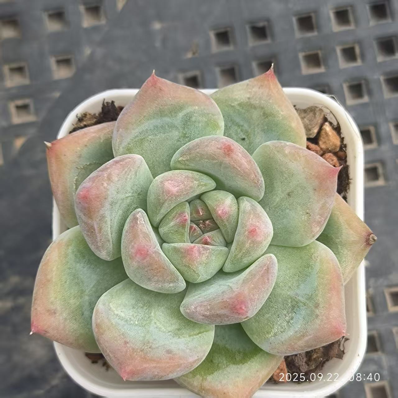 DDX110 アメジスチヌム Hyb（6.5cm pot）