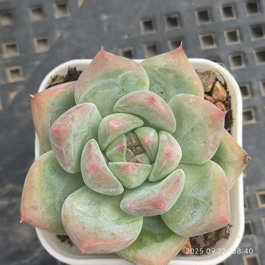 DDX110 アメジスチヌム Hyb（6.5cm pot）