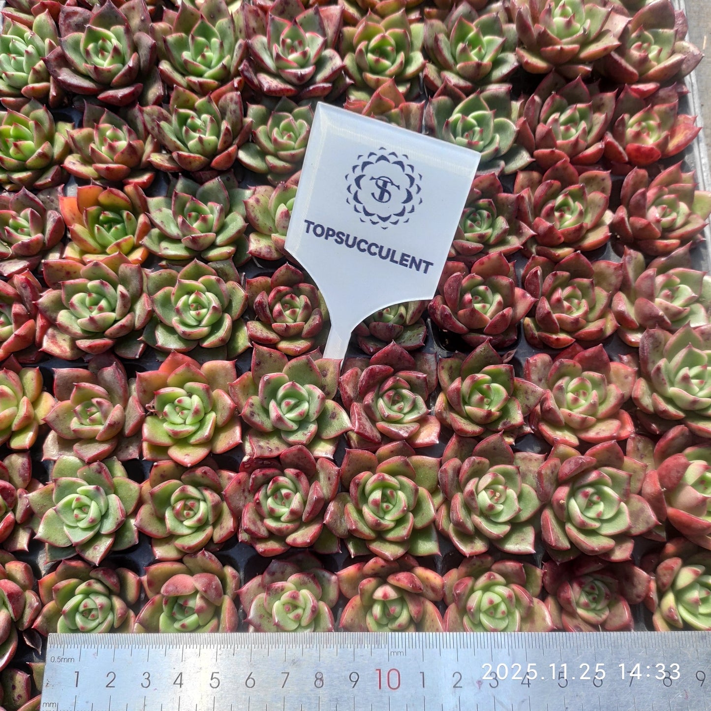 21737 レッドピーチ ビューティー（3cm pot）（ポット苗）