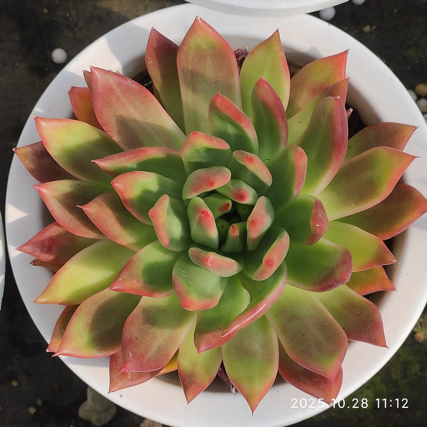 DQ186 フランク（18cm pot）