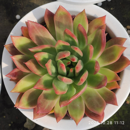 DQ186 フランク（18cm pot）