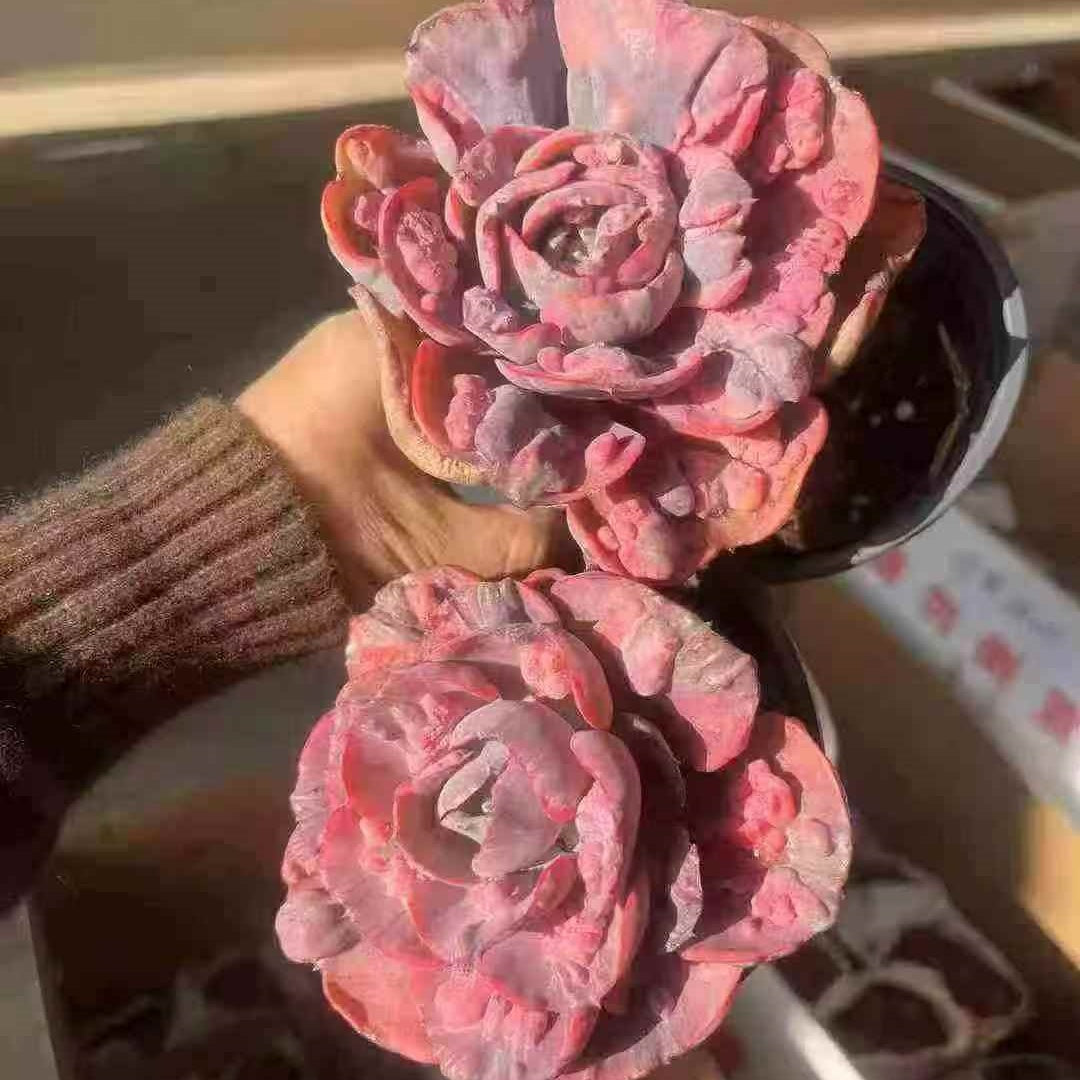 23656 レインドロップス錦（12cm pot）