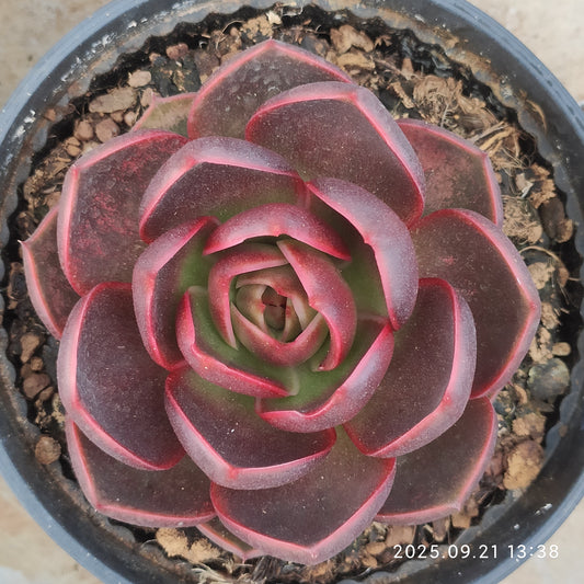 ZX251 トラフィックライト（16cm pot）