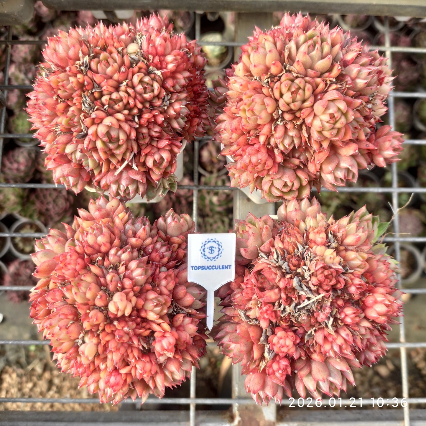 16388 レッドワインピーチ