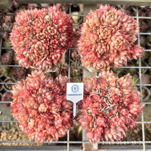 16388 レッドワインピーチ