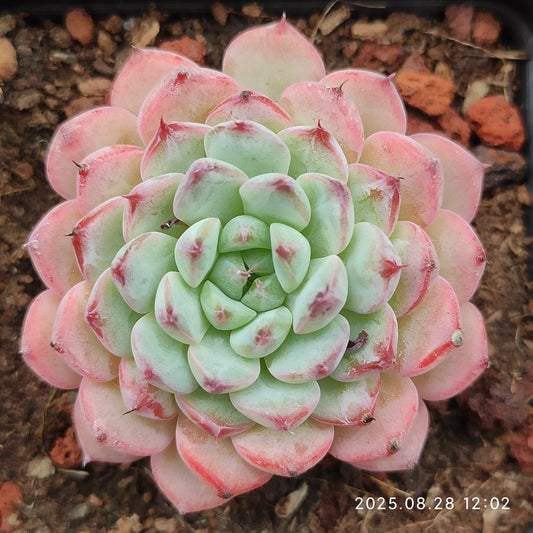 YBB225 ブルーミニマ（7cm pot）