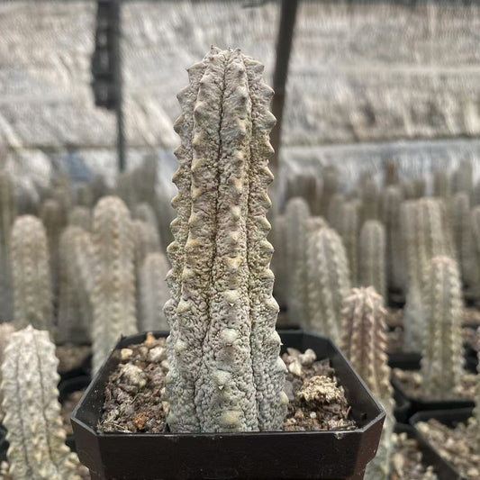 ZL126 ユーフォルビア　アブデルクリ（2.8cm pot）