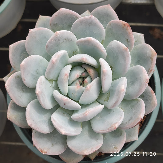 NGN519 モンロー （12cm pot）