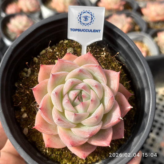 12795 ピンククリスタルローズ