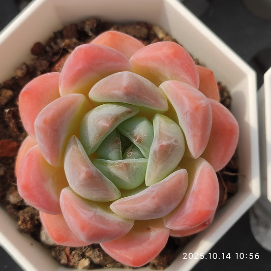 WWA244 ドリームアイス