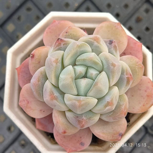 LG748 スィックモンロー Hyb (6.5cm pot)