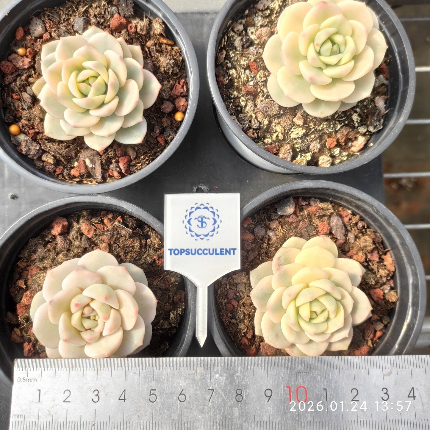 20109 バニラビズ錦